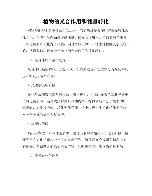植物的光合作用和能量转化
