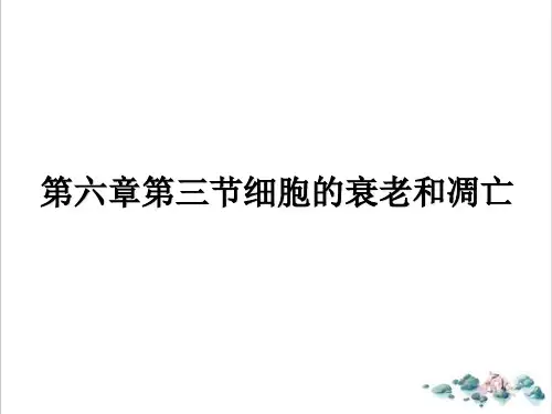 人教版生物必修一.《细胞的衰老和凋亡》PPT教学课件.