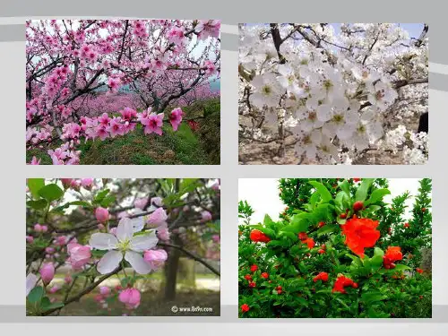 人教版七年级上册 生物 课件 3.2.3开花和结果 (共20张PPT)