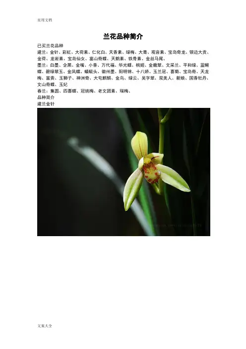 兰花普通品种介绍