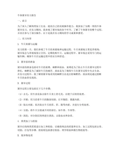牛体屠宰实习报告