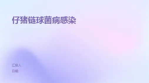 仔猪链球菌病感染