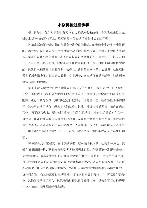 水稻种植过程步骤