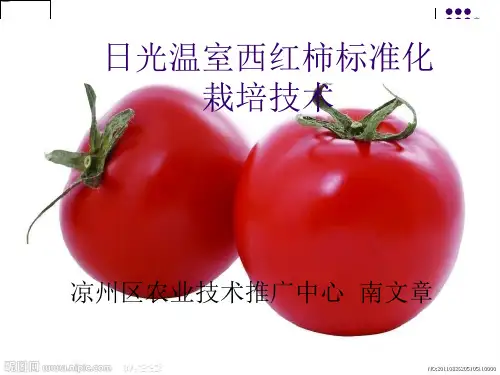 日光温室西红柿标准化栽培技术