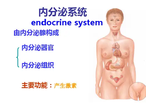 人体解剖内分泌系统 PPT课件