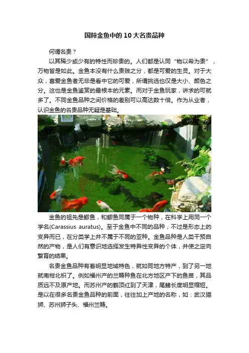 国粹金鱼中的10大名贵品种