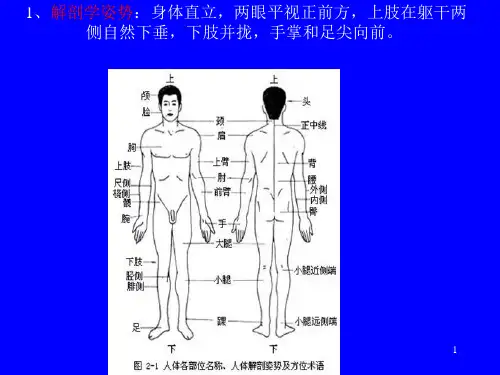 常见体表标志