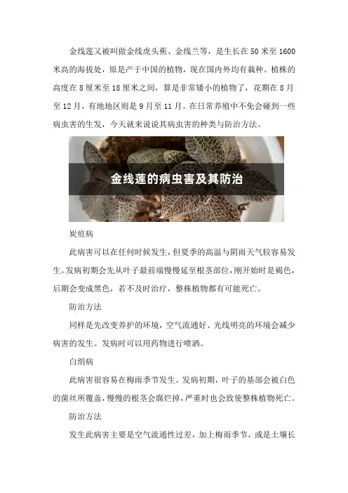 金线莲的病虫害及其防治