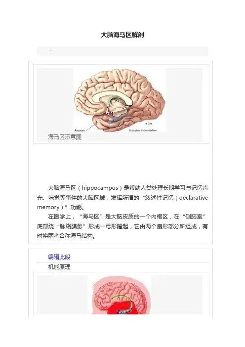 大脑海马区解剖