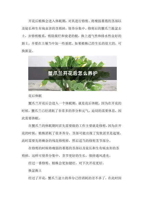 蟹爪兰开花后怎么养护