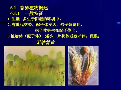 植物学课件三苔藓ppt