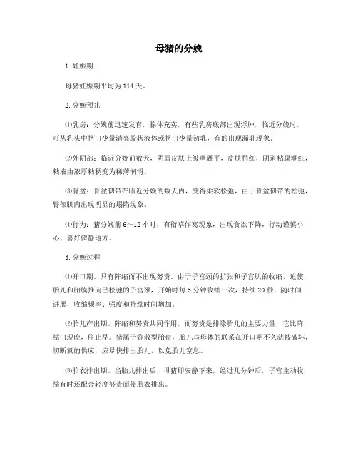 母猪的分娩