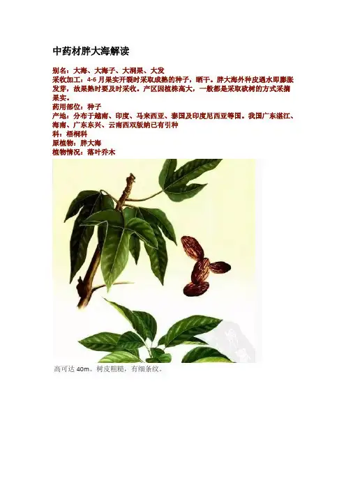 中药材胖大海解读