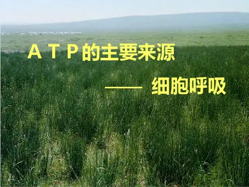 ATP的主要来源——细胞呼吸