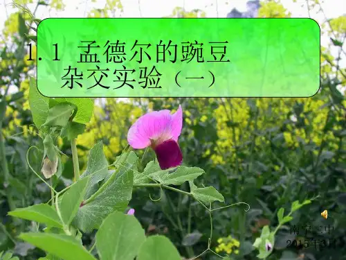 《分离定律》PPT课件