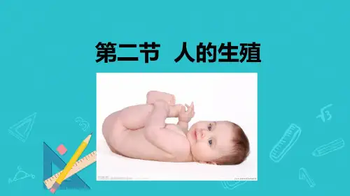 人教版七年级下册生物第二节 人的生殖PPT课件