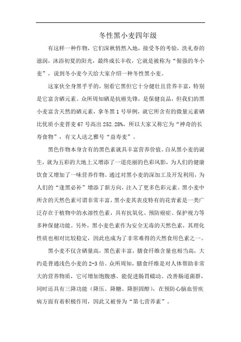 冬性黑小麦四年级