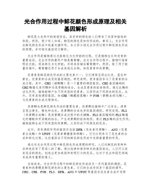 光合作用过程中鲜花颜色形成原理及相关基因解析