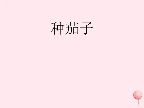 四年级科学下册第四单元生长与变化第11课种茄子课件3冀教版