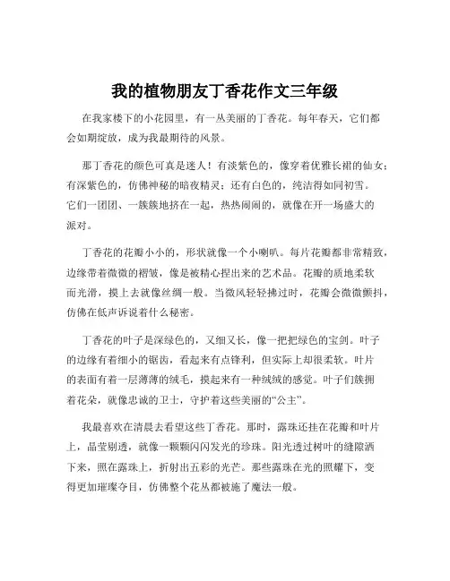 我的植物朋友丁香花作文三年级
