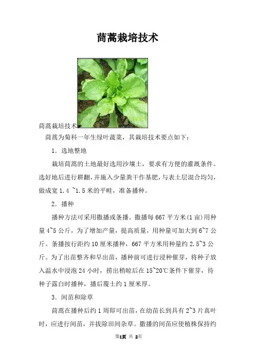 茼蒿栽培技术