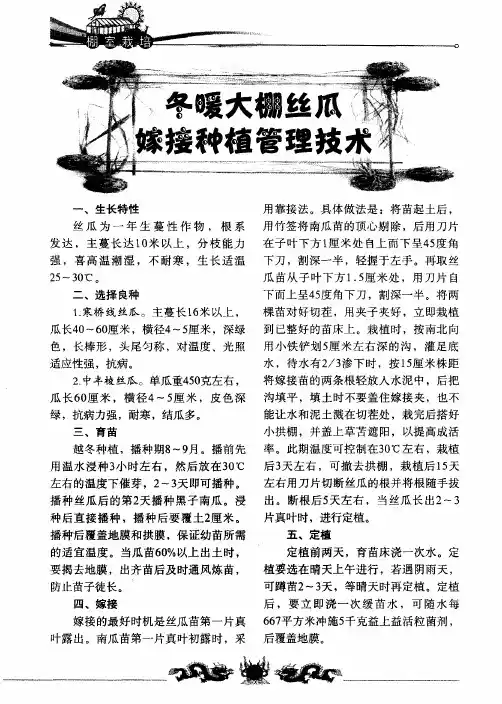 冬暖大棚丝瓜嫁接种植管理技术