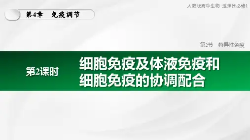 4.2.2细胞免疫及体液免疫和细胞免疫的协调配合