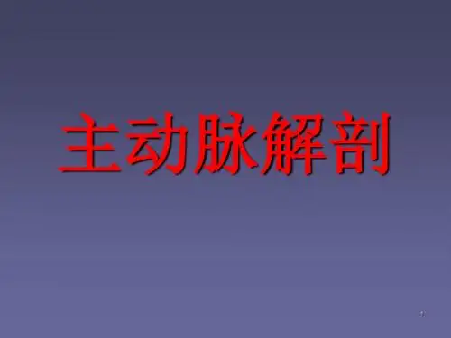 主动脉的解剖