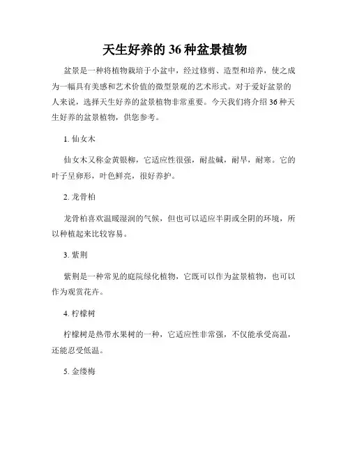 天生好养的36种盆景植物