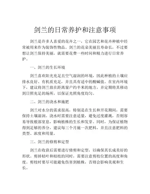剑兰的日常养护和注意事项