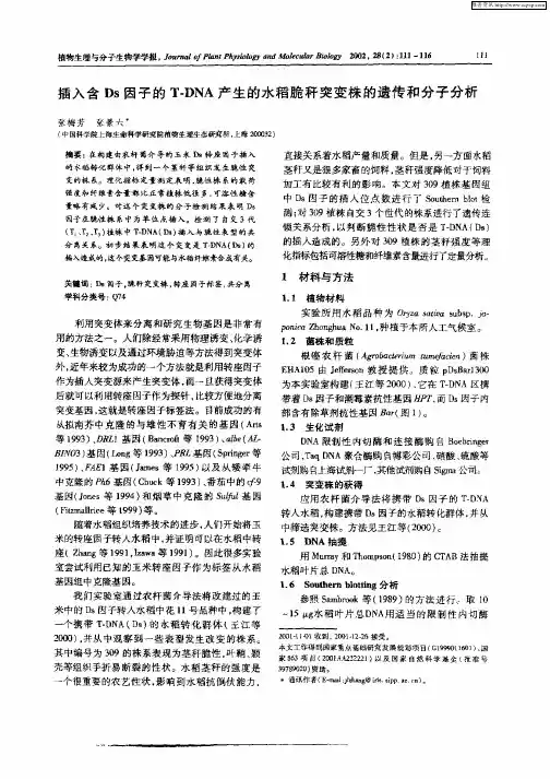 插入含Ds因子的T—DNA产生的水稻脆秆突变株的遗传和分子分析