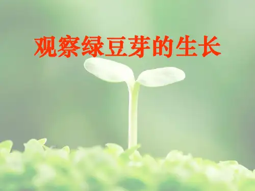 教科版五年级上册科学 《观察绿豆芽的生长》生物与环境PPT教学课件