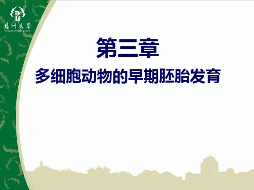 第3章 多细胞动物的早期胚胎发育