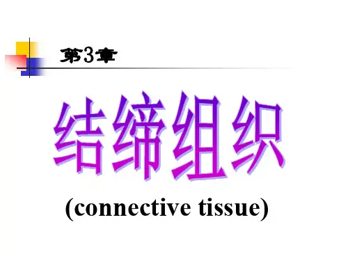 组织学结缔组织