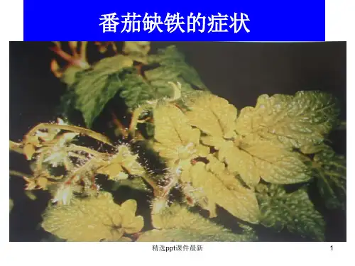 农作物缺素症图谱PPT课件