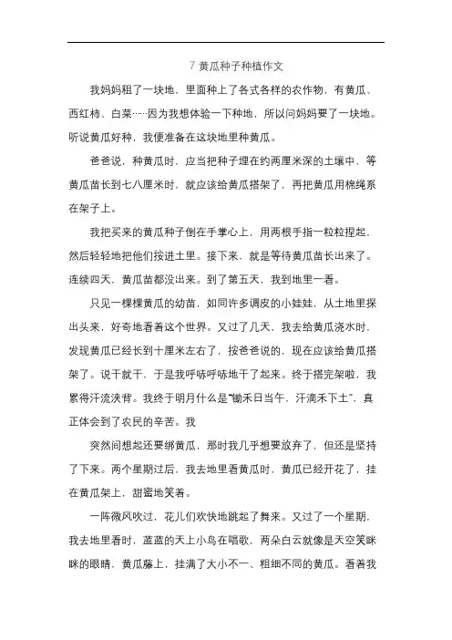 黄瓜种子种植作文