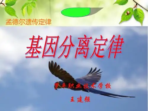基因分离定律说课课件.