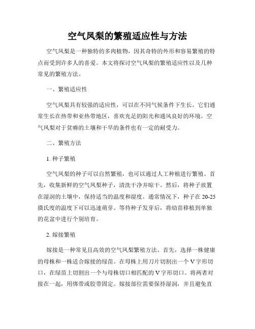 空气凤梨的繁殖适应性与方法