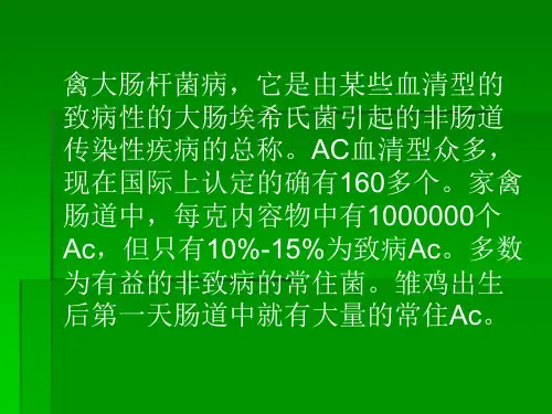 医学课件禽的大肠杆菌病