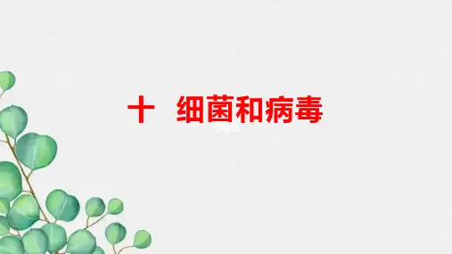 青岛版(五四制)五年级上册科学10细菌和病毒教学课件