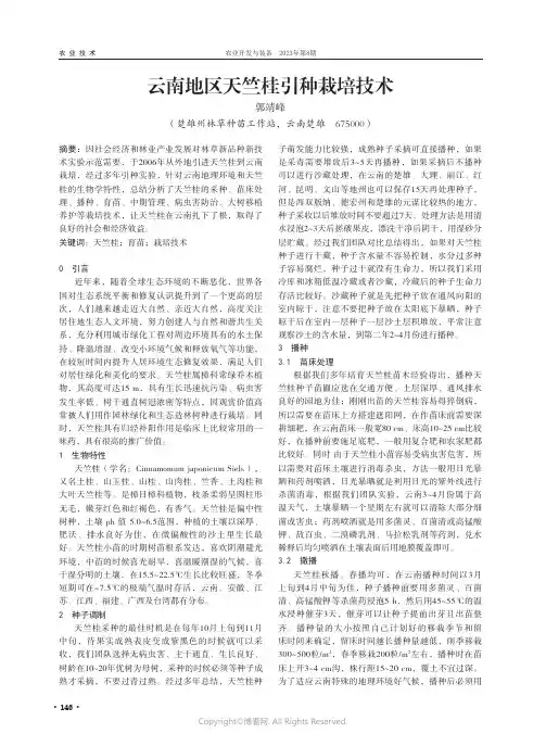云南地区天竺桂引种栽培技术