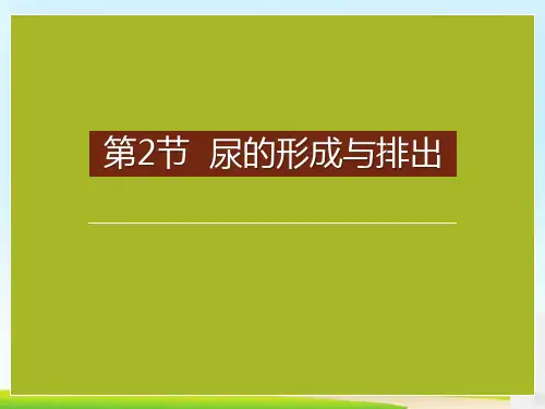 《尿的形成与排出》PPT课件下载