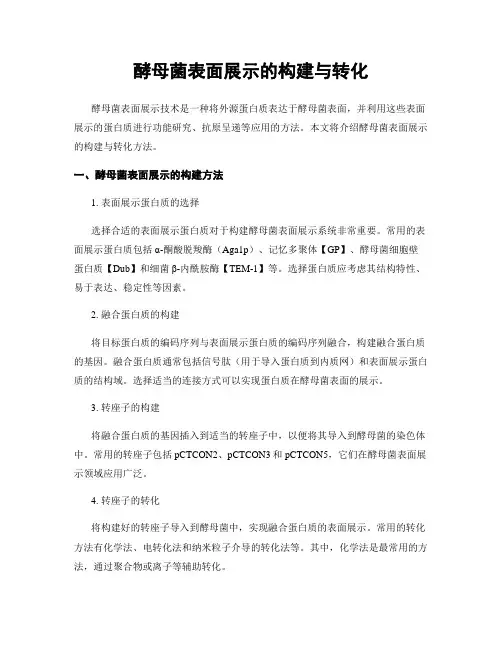 酵母菌表面展示的构建与转化