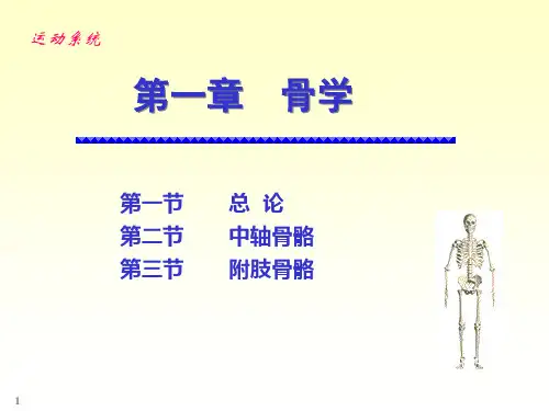 系统解剖学—骨学PPT幻灯片