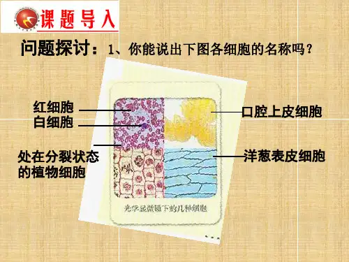 高中生物 第一章 实验《高倍显微镜的使用》名师课件 新人教版必修1