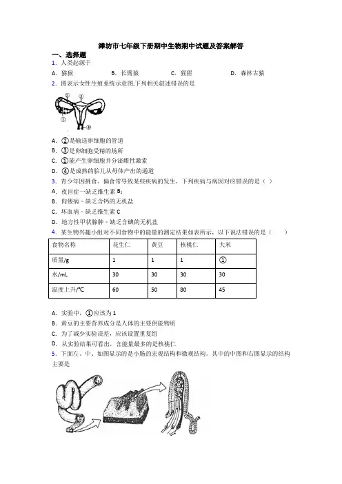 潍坊市七年级下册期中生物期中试题及答案解答