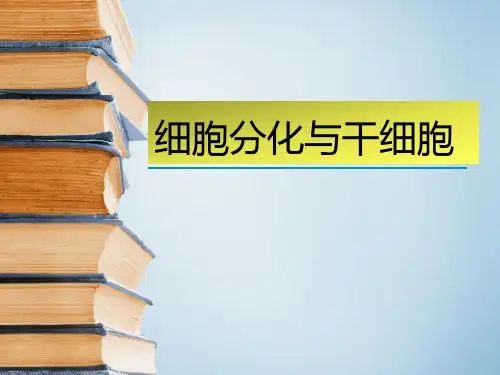 细胞分化  干细胞(细胞生物学)