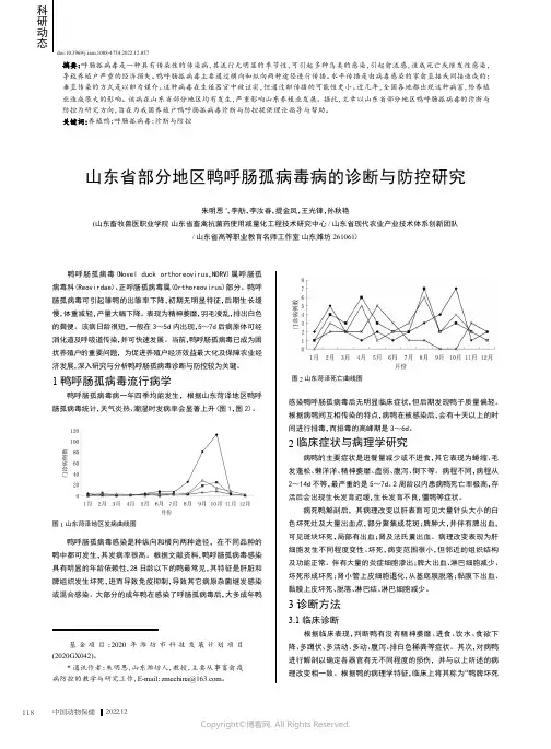 山东省部分地区鸭呼肠孤病毒病的诊断与防控研究