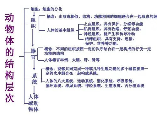 《动物体的结构层次知识》结构图