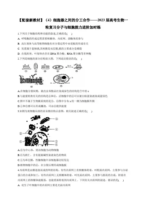 2023届高三生物一轮复习-细胞器之间的分工合作 